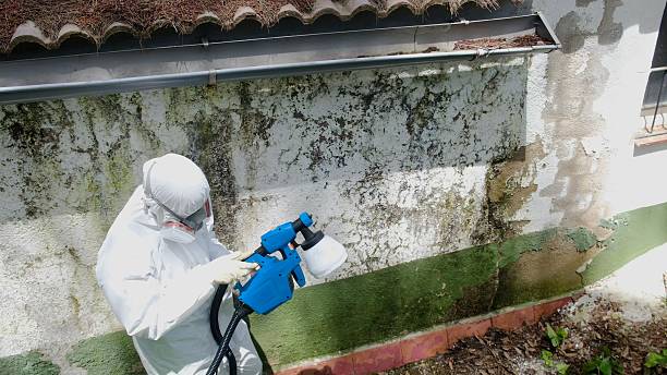 Top rated local Attic Mold Remediation specialists in Pinellas Park, FL